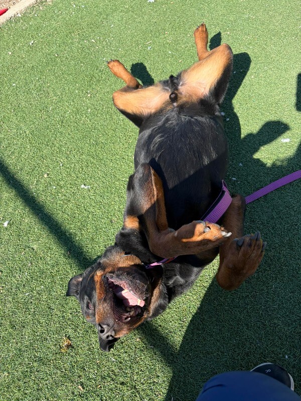 Picture of the Animal Listed