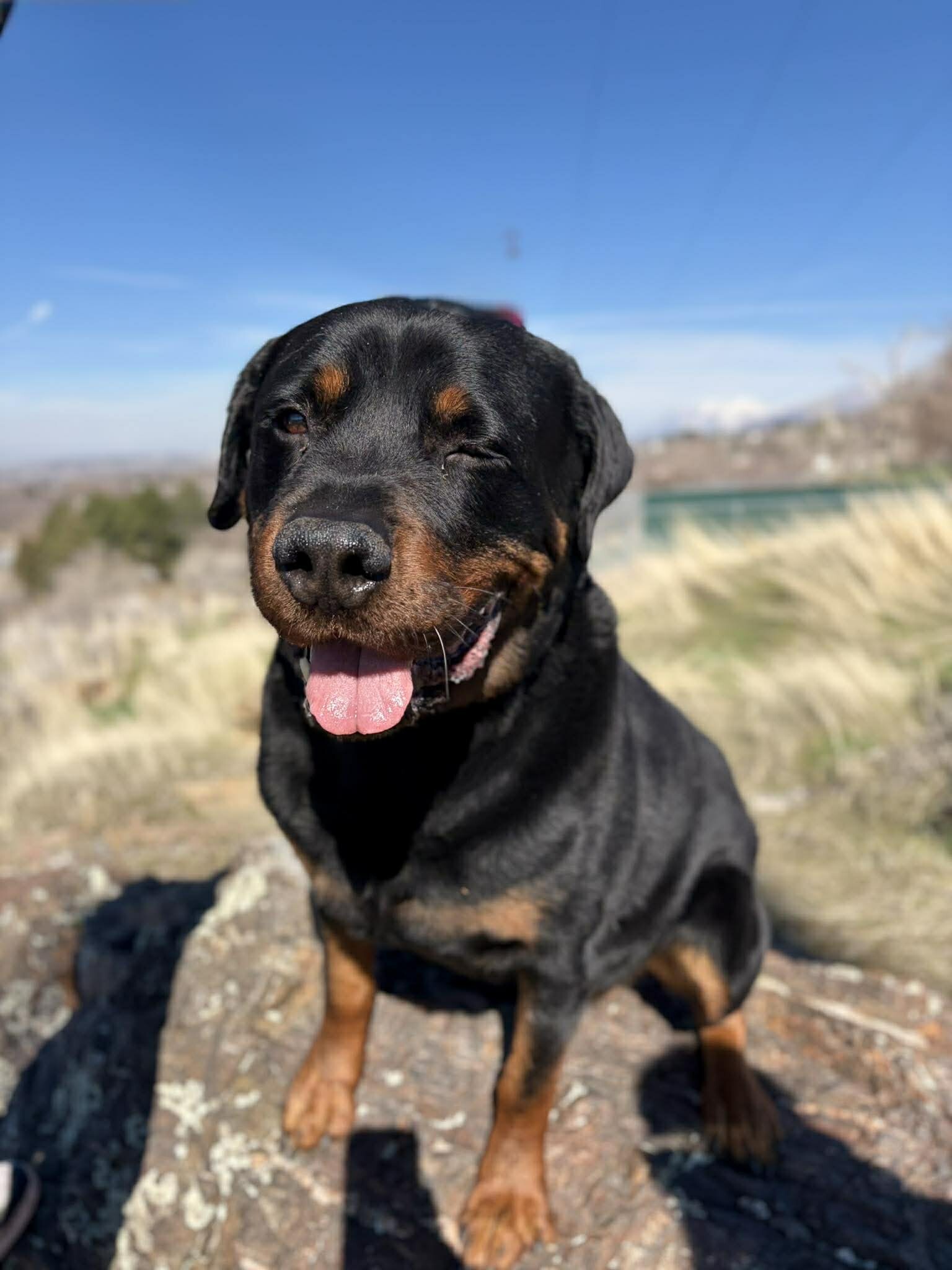 Picture of the Animal Listed