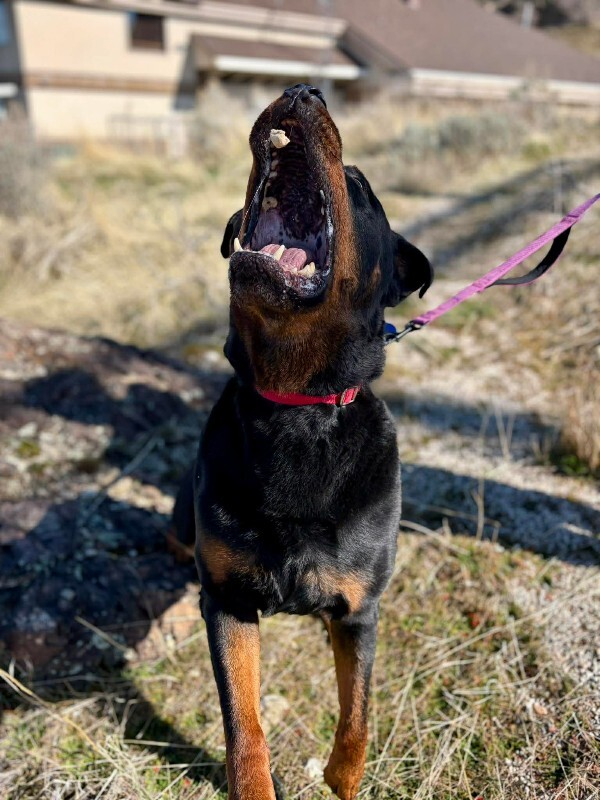 Picture of the Animal Listed