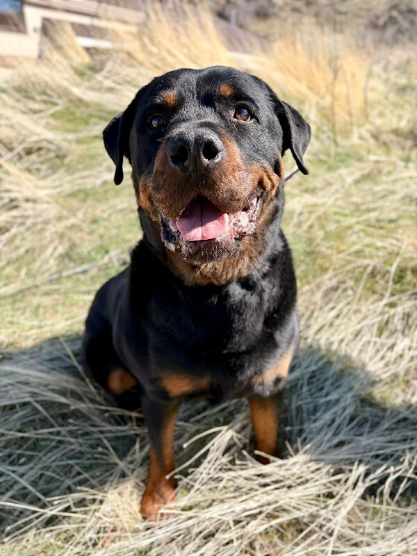 Picture of the Animal Listed