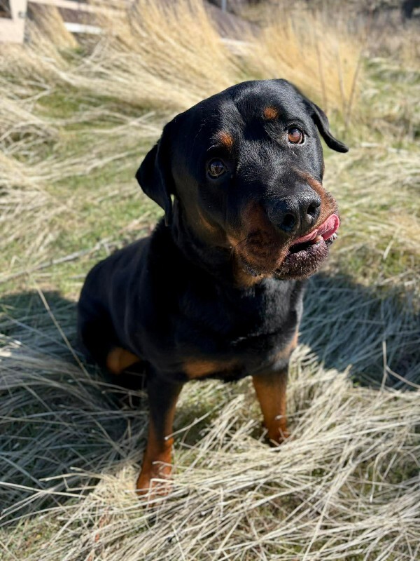 Picture of the Animal Listed