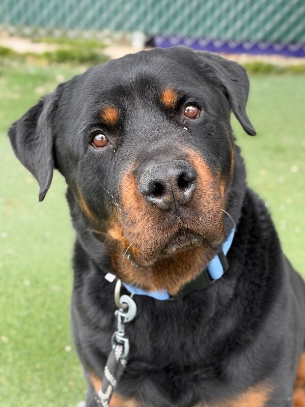 Picture of the Animal Listed