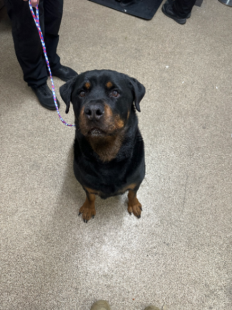 Picture of the Animal Listed