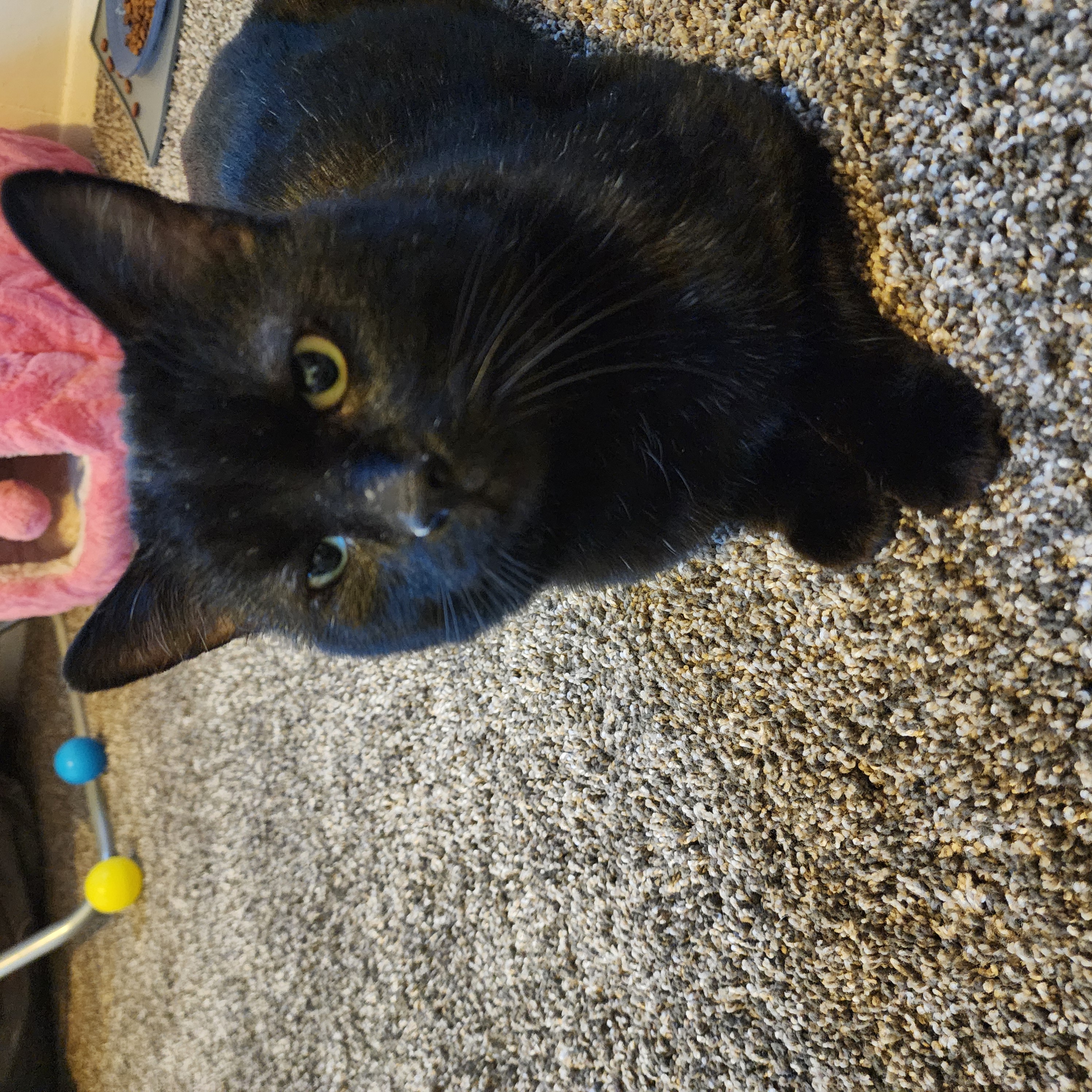 Picture of the Animal Listed