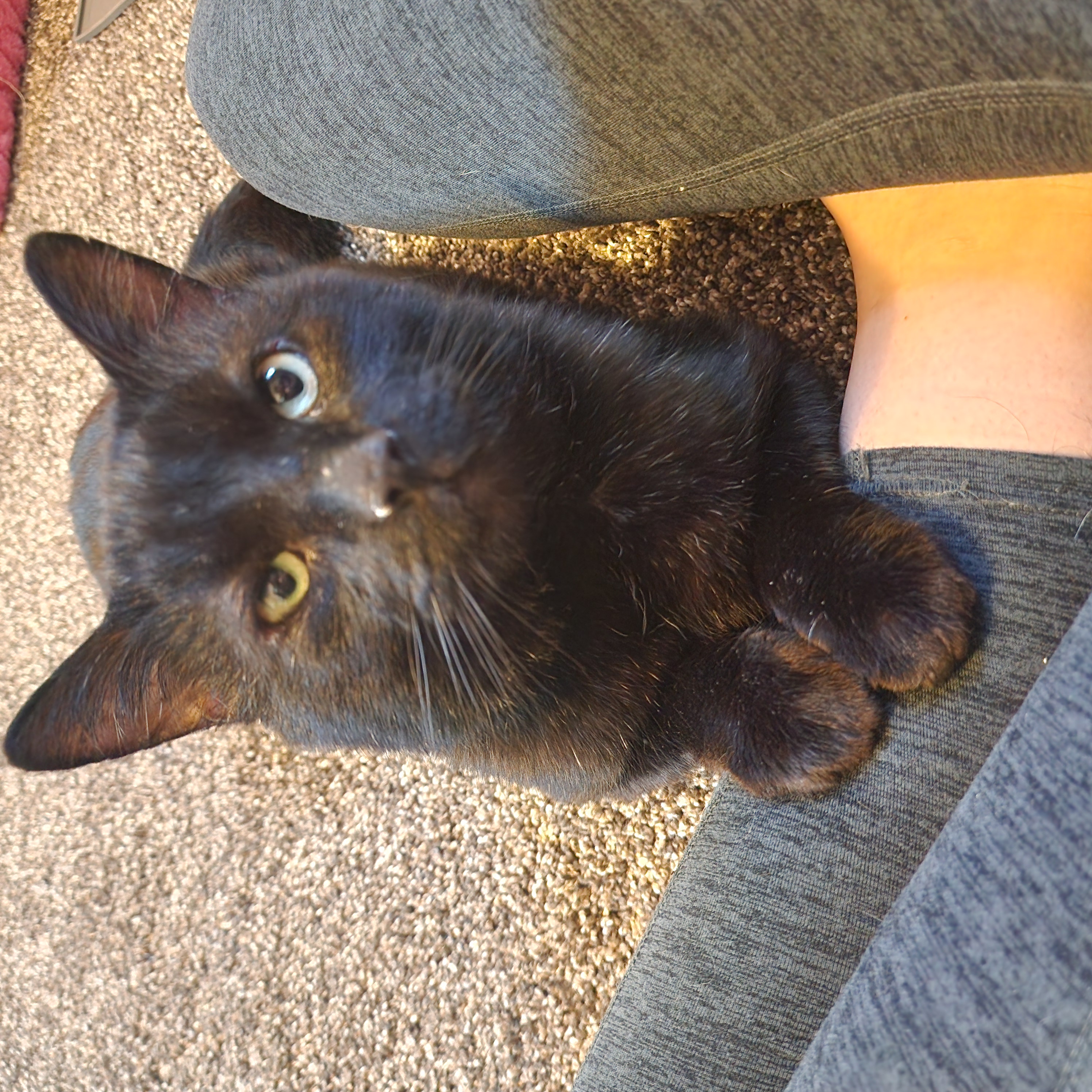 Picture of the Animal Listed