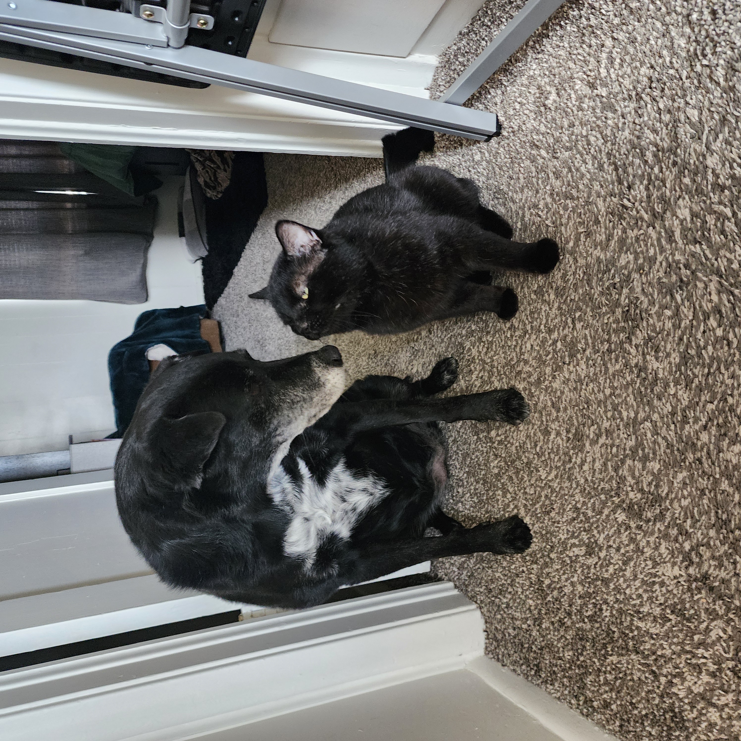 Picture of the Animal Listed