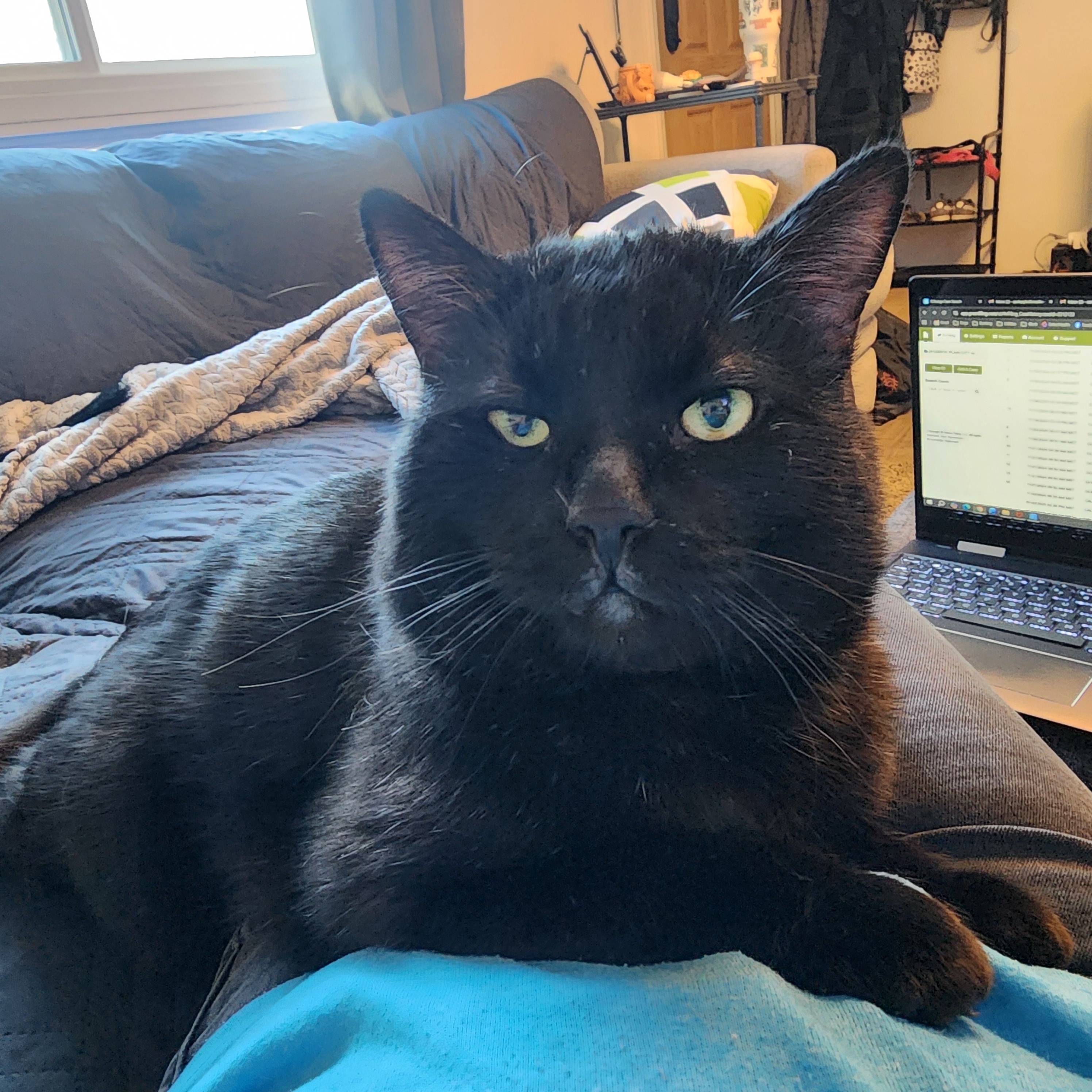 Picture of the Animal Listed