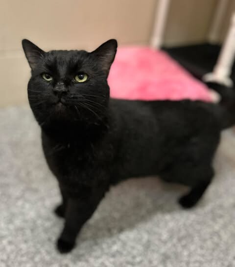 Picture of the Animal Listed