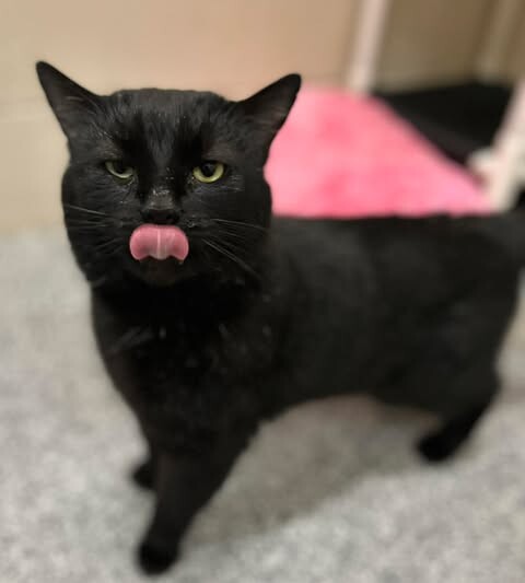 Picture of the Animal Listed