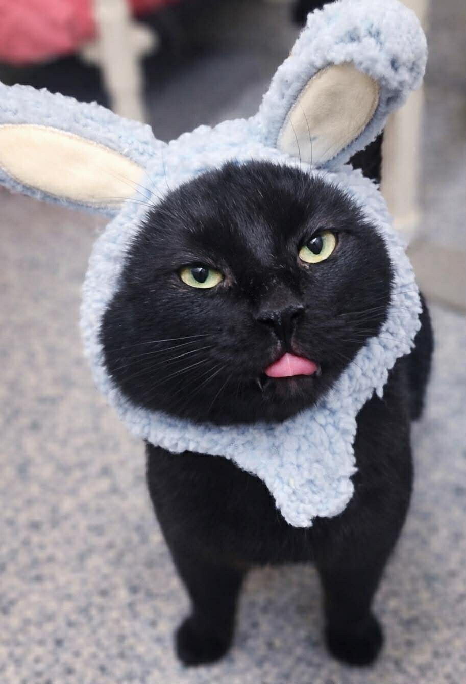 Picture of the Animal Listed