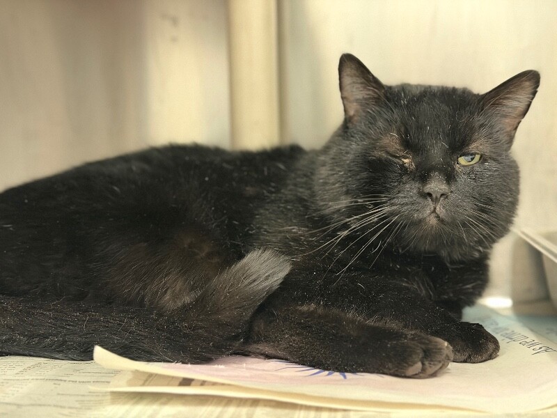 Picture of the Animal Listed