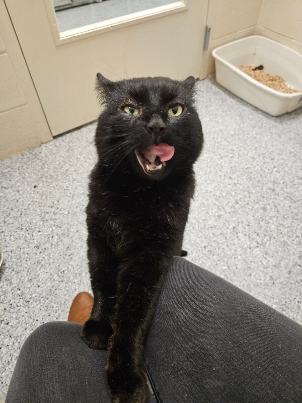 Picture of the Animal Listed