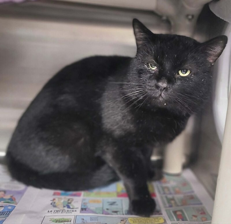 Picture of the Animal Listed