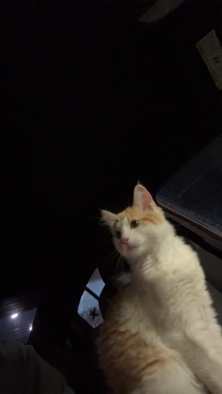 Picture of the Animal Listed