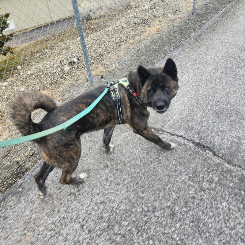 Picture of the Animal Listed