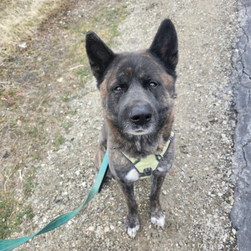 Picture of the Animal Listed