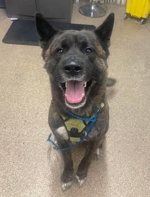 Picture of the Animal Listed