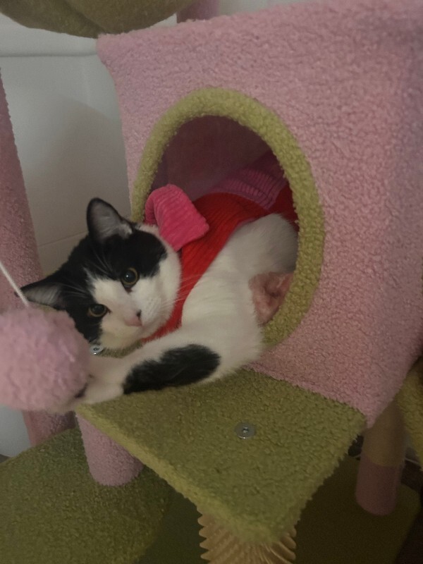 Picture of the Animal Listed