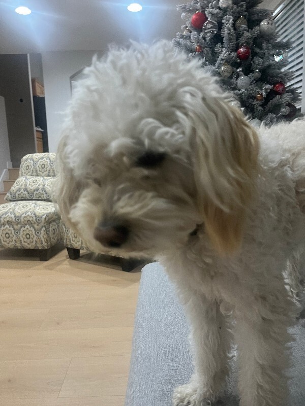 Picture of the Animal Listed