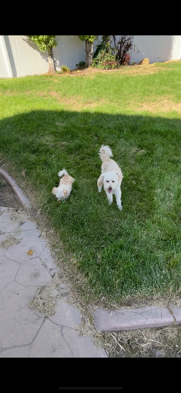 Picture of the Animal Listed