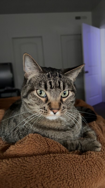 Picture of the Animal Listed