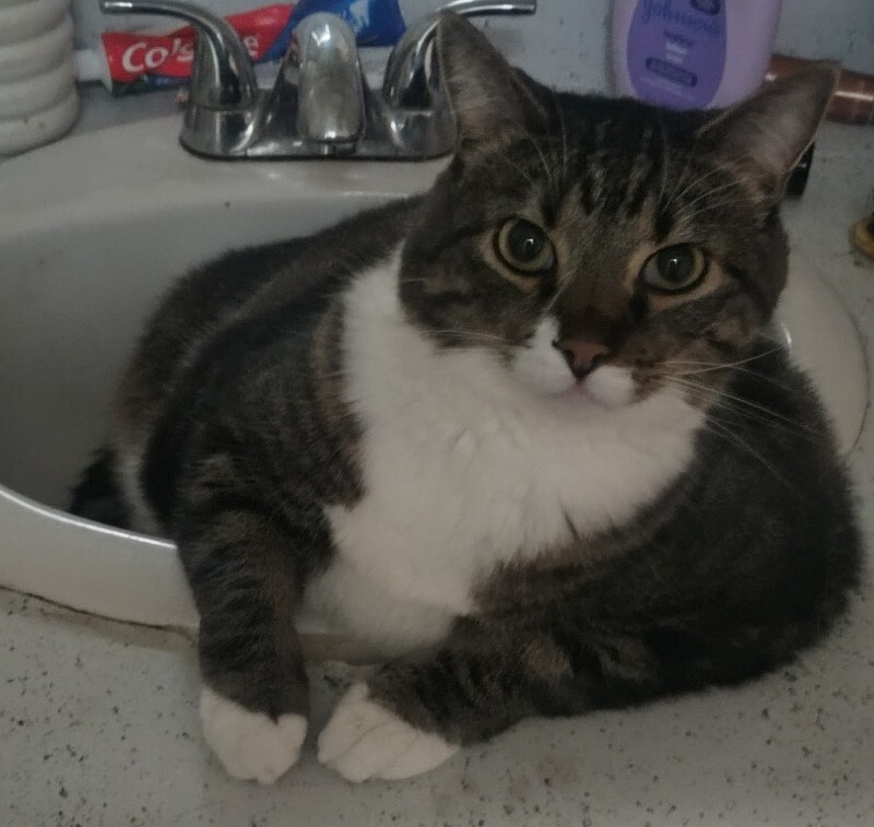 Picture of the Animal Listed