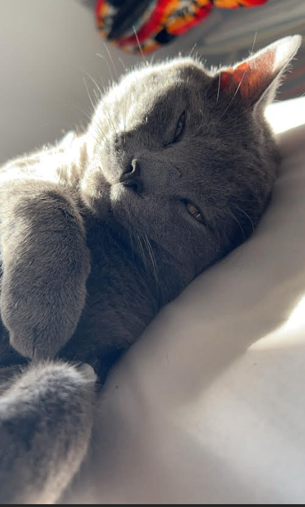 Picture of the Animal Listed