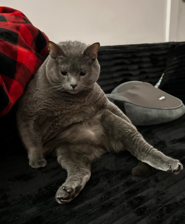 Picture of the Animal Listed