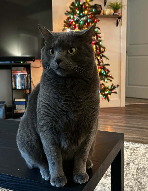 Picture of the Animal Listed