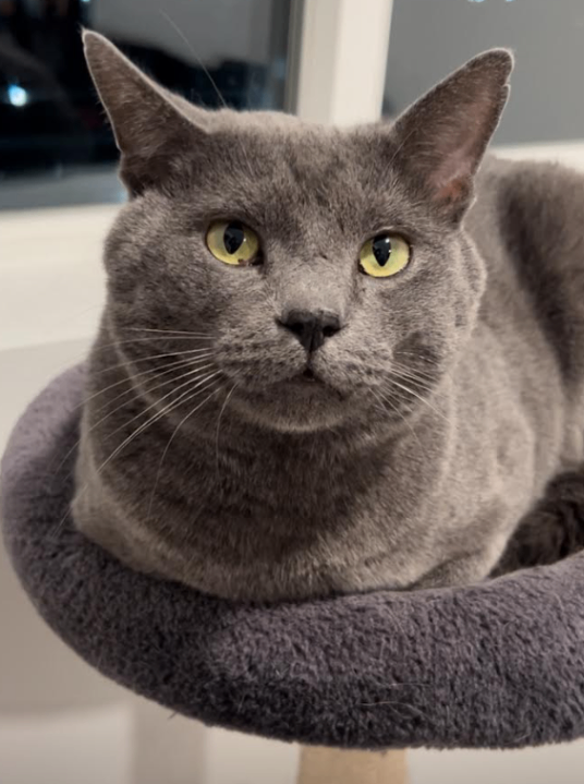 Picture of the Animal Listed