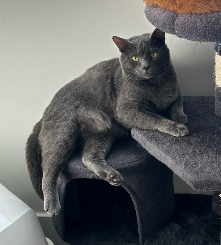 Picture of the Animal Listed