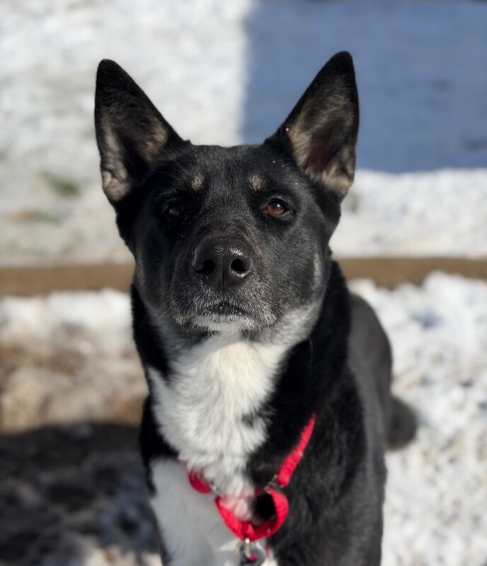 Picture of the Animal Listed