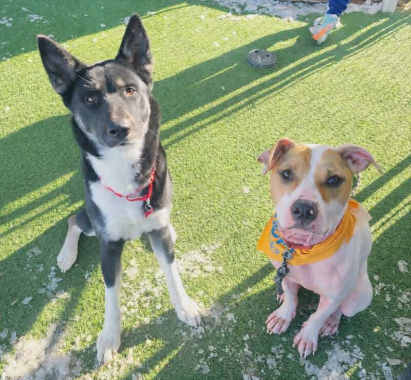 Picture of the Animal Listed