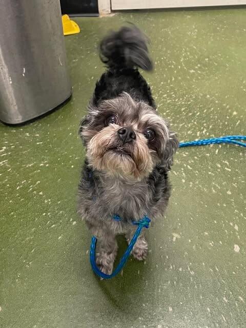 Picture of the Animal Listed