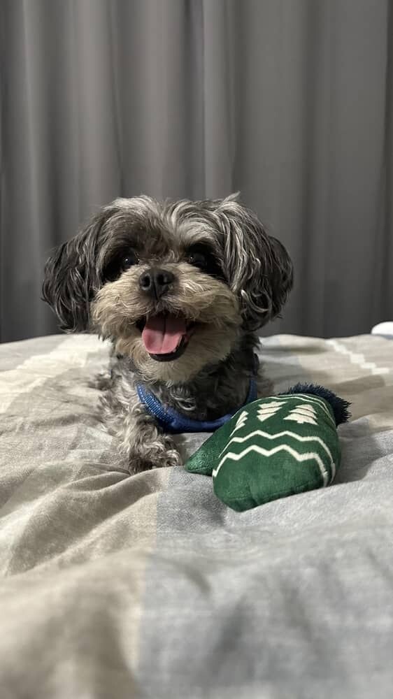 Picture of the Animal Listed