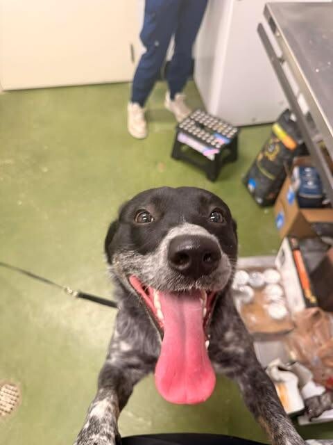 Picture of the Animal Listed