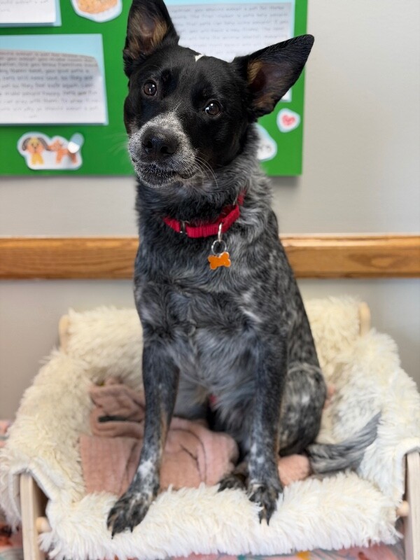 Picture of the Animal Listed