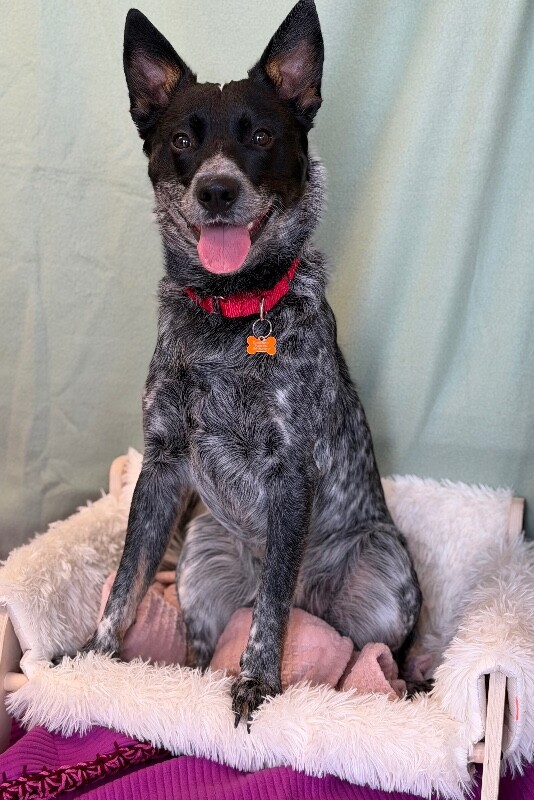 Picture of the Animal Listed