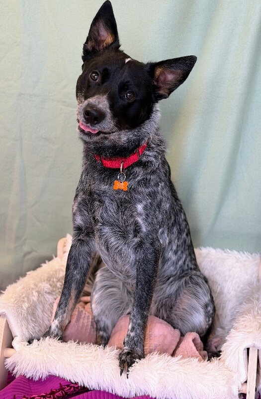 Picture of the Animal Listed