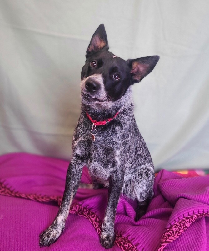 Picture of the Animal Listed