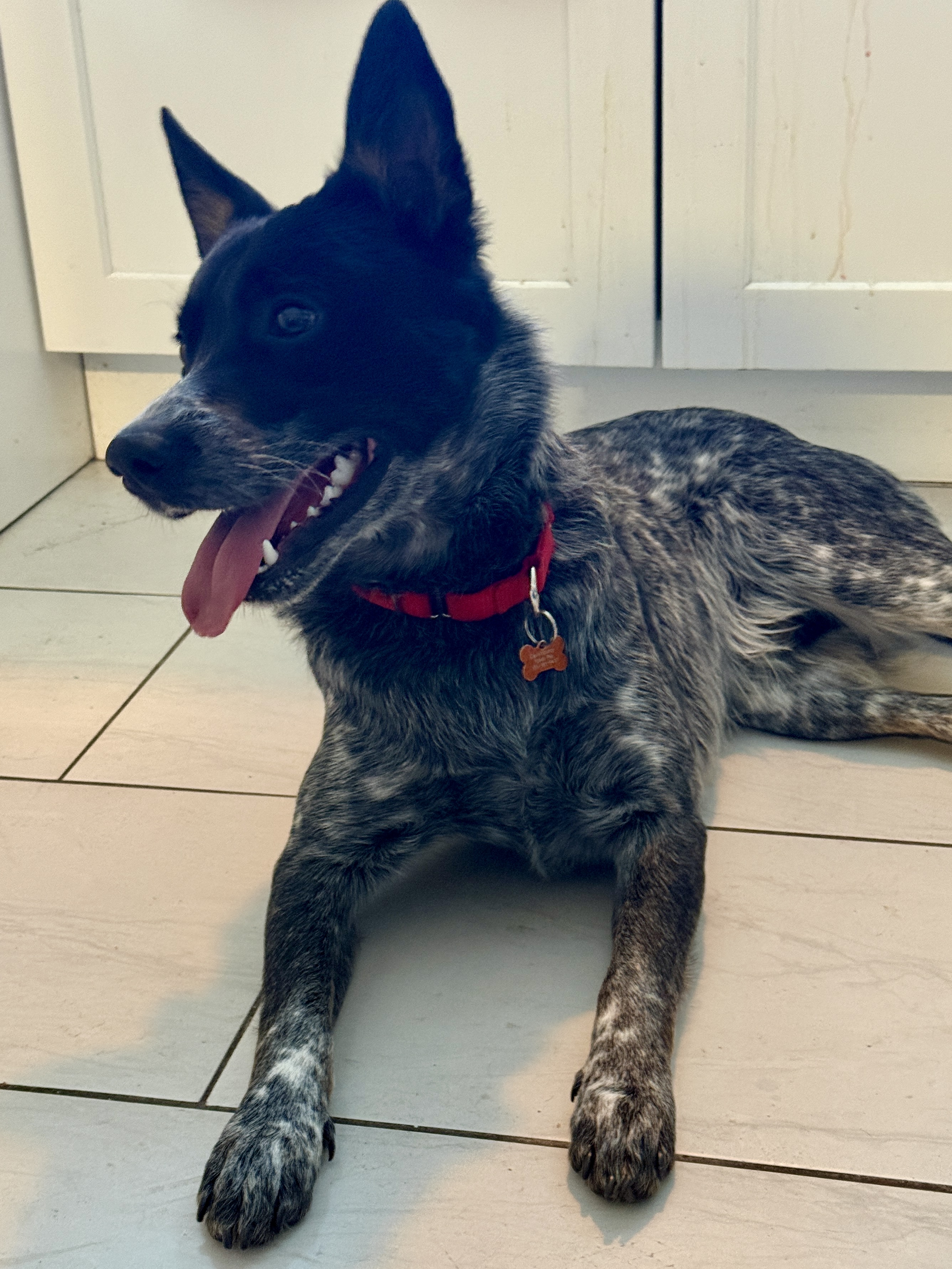 Picture of the Animal Listed