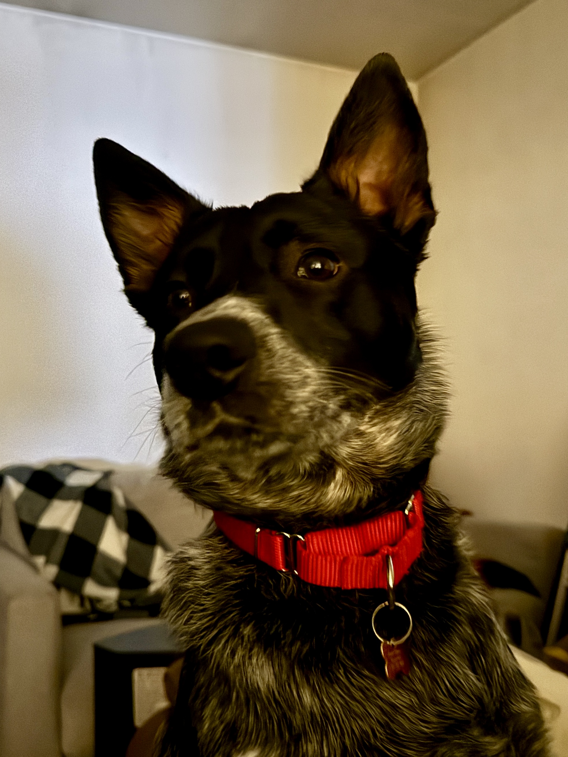 Picture of the Animal Listed