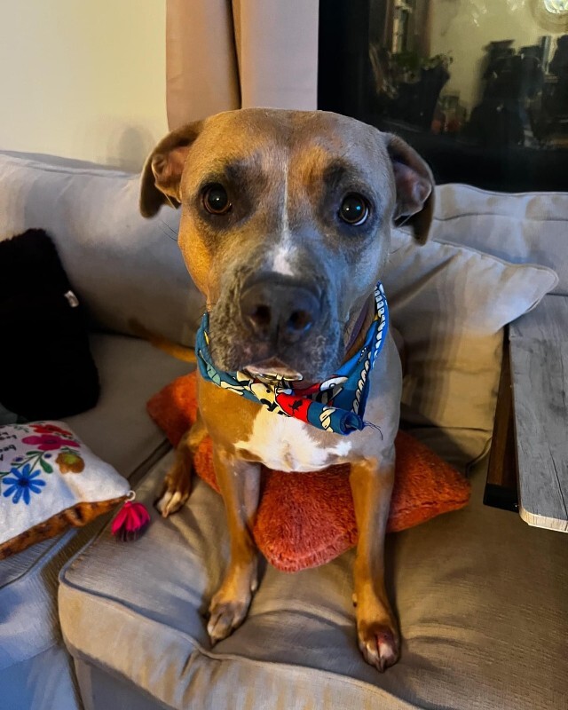 Picture of the Animal Listed