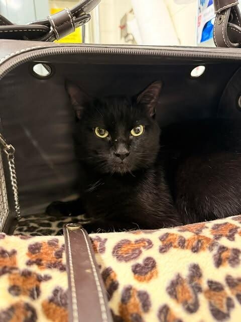 Picture of the Animal Listed