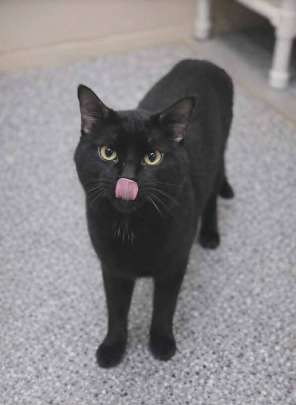 Picture of the Animal Listed