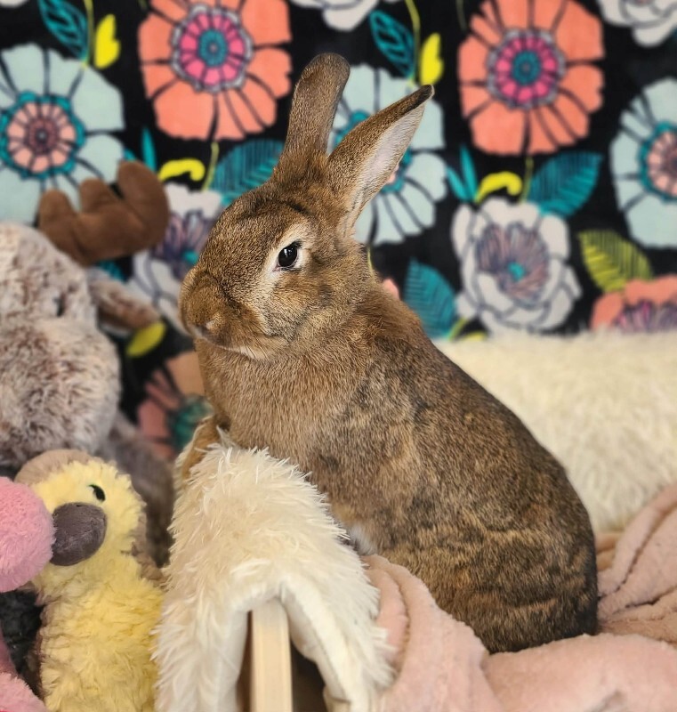 Picture of the Animal Listed