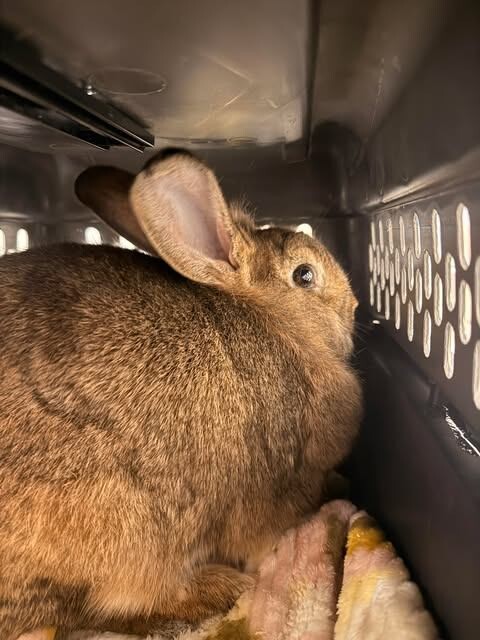 Picture of the Animal Listed