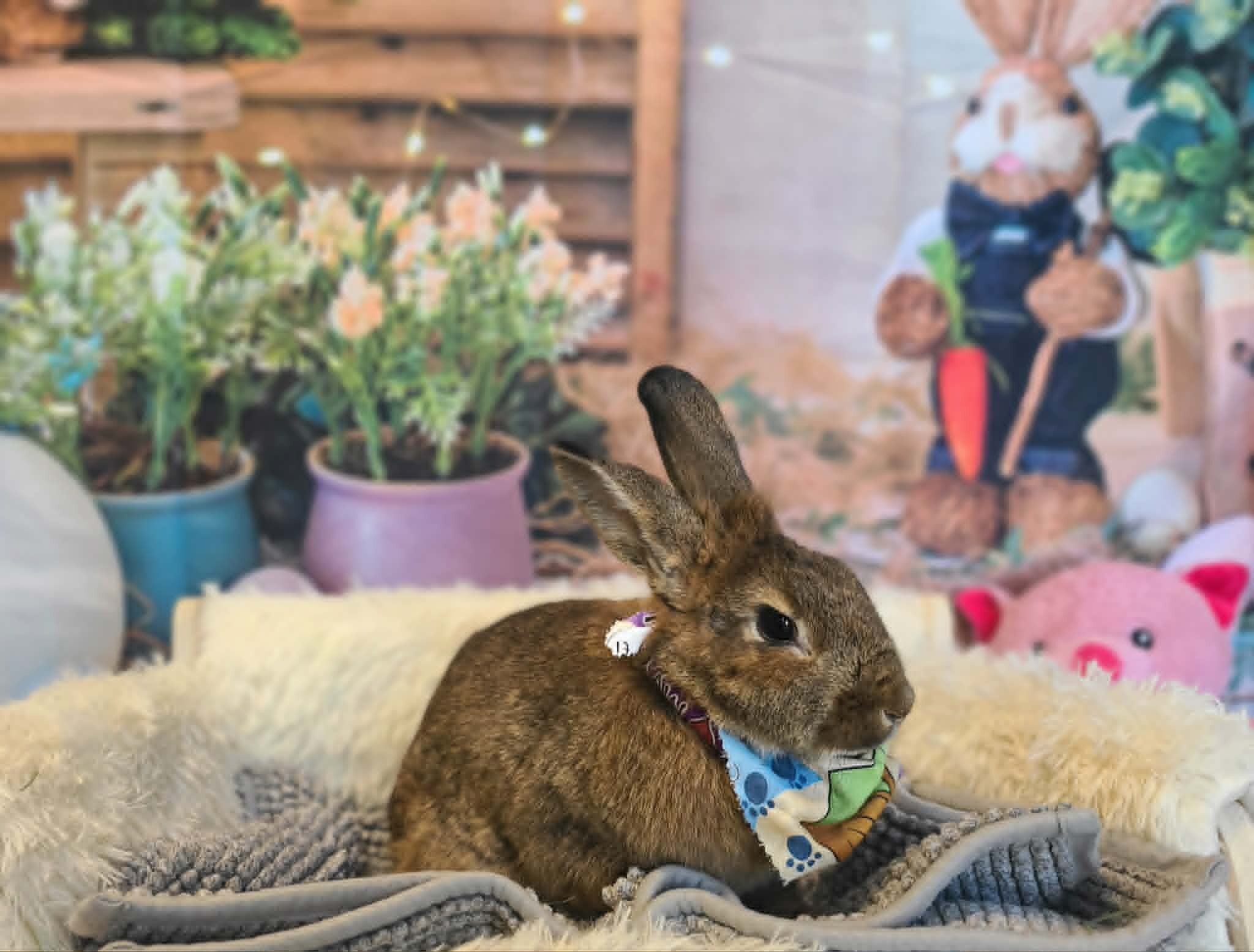 Picture of the Animal Listed