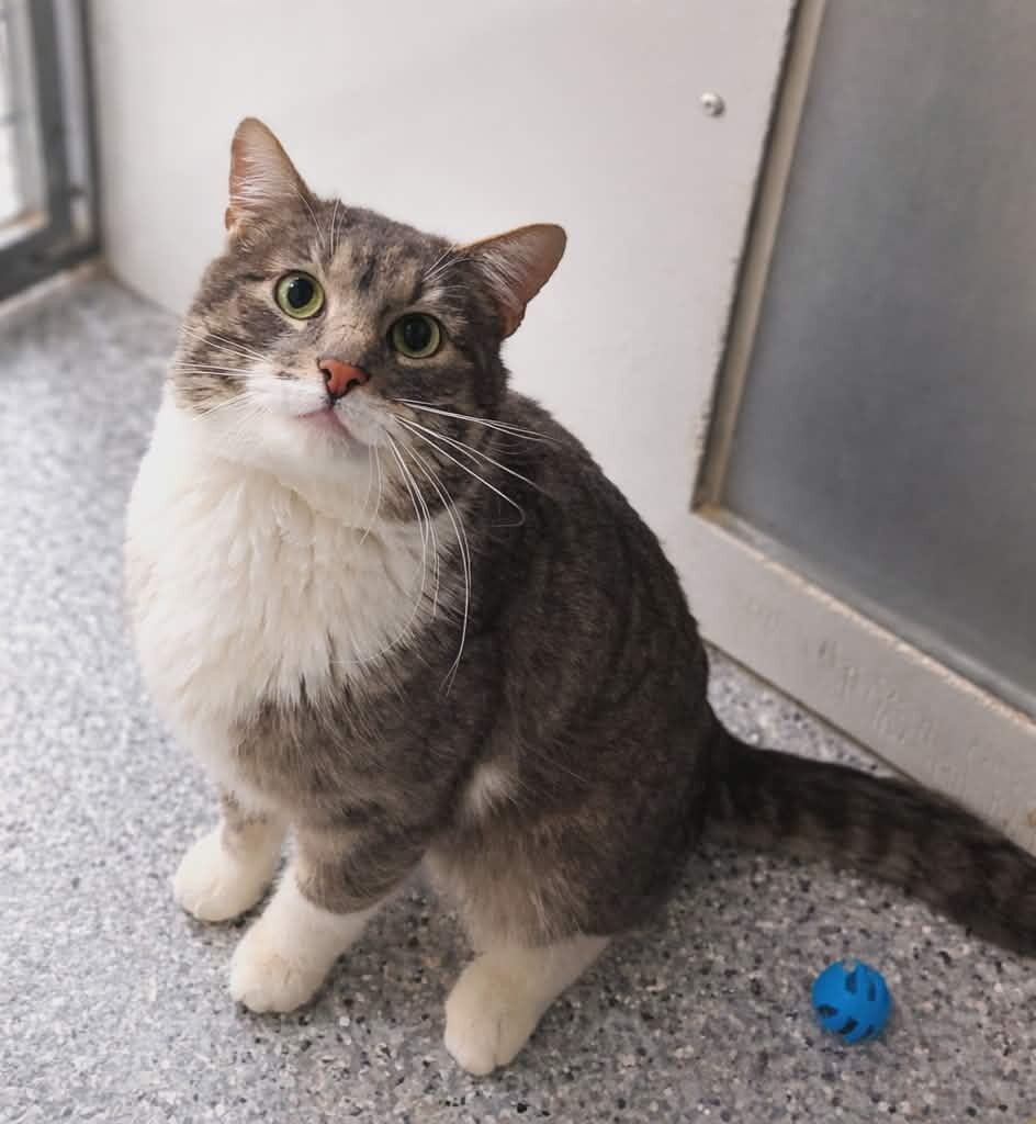 Picture of the Animal Listed