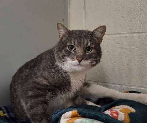 Picture of the Animal Listed